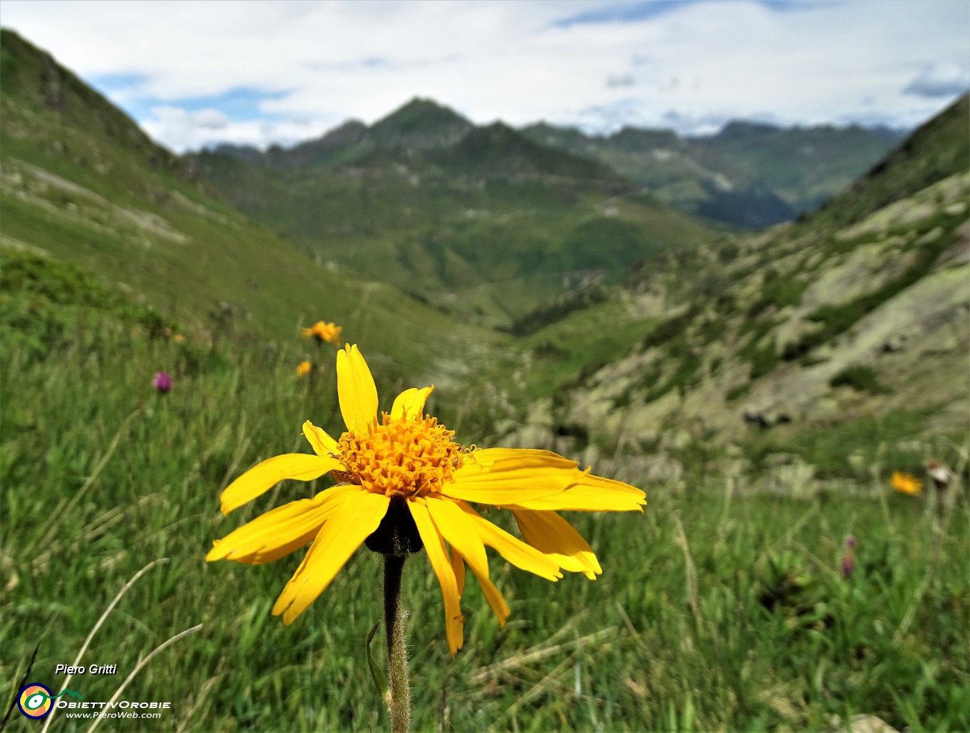 72  Arnica (Arnica montana) con vista sulla Valle di Ponteranica.JPG